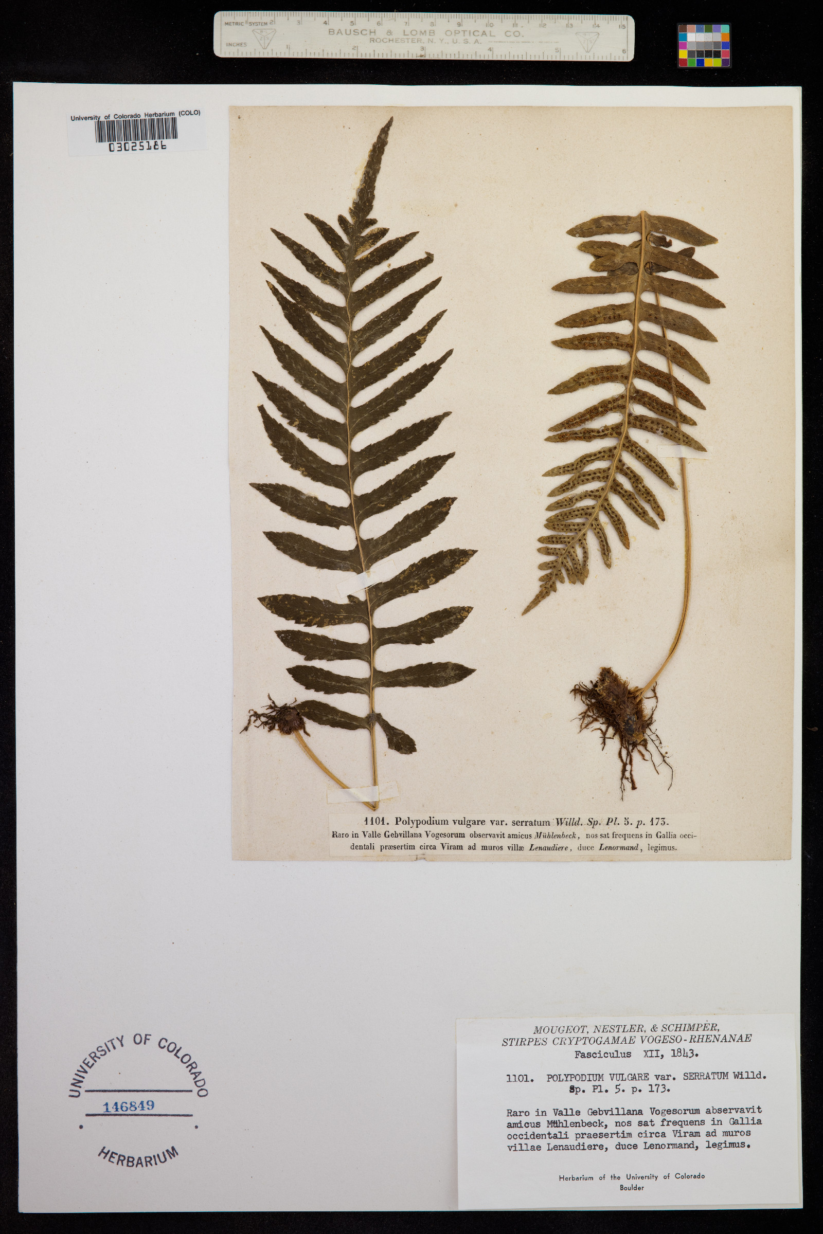 Polypodium virginianum image