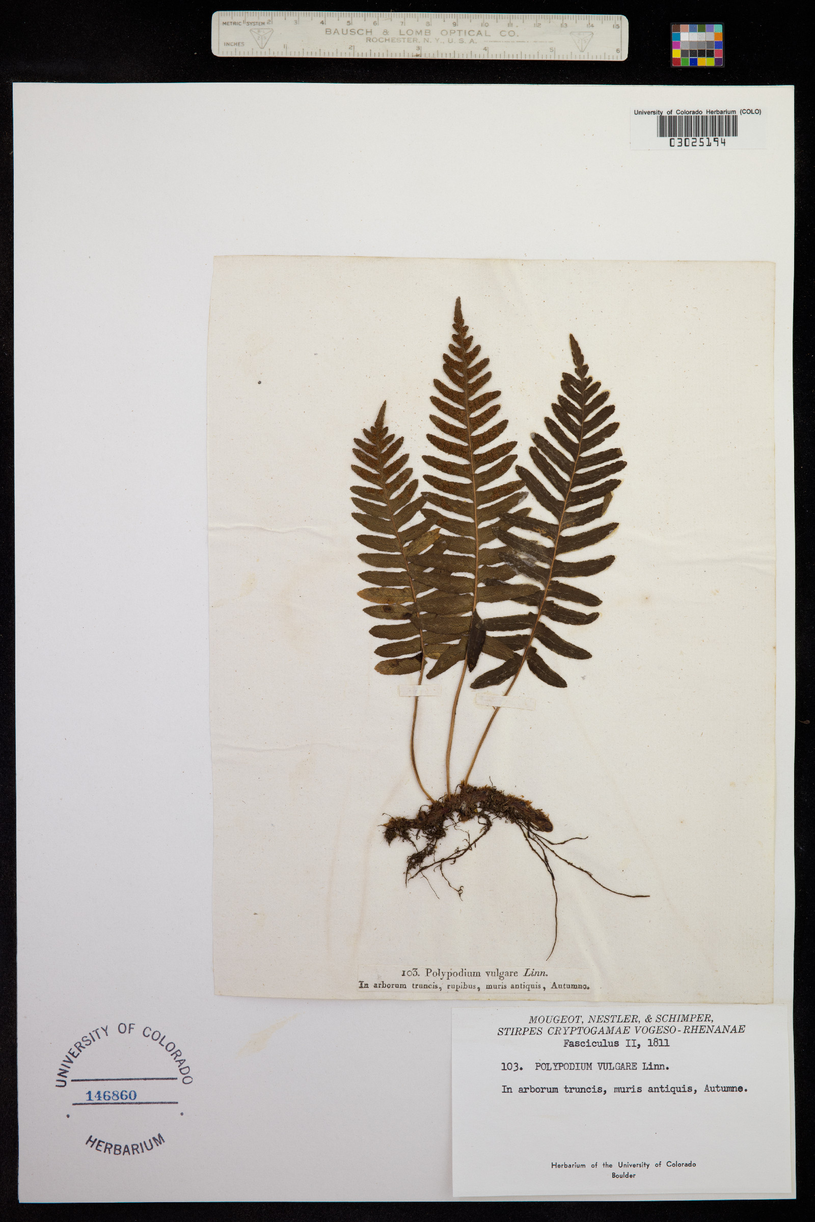 Polypodium image