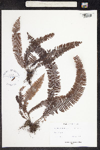 Image of Grammitis taxifolia