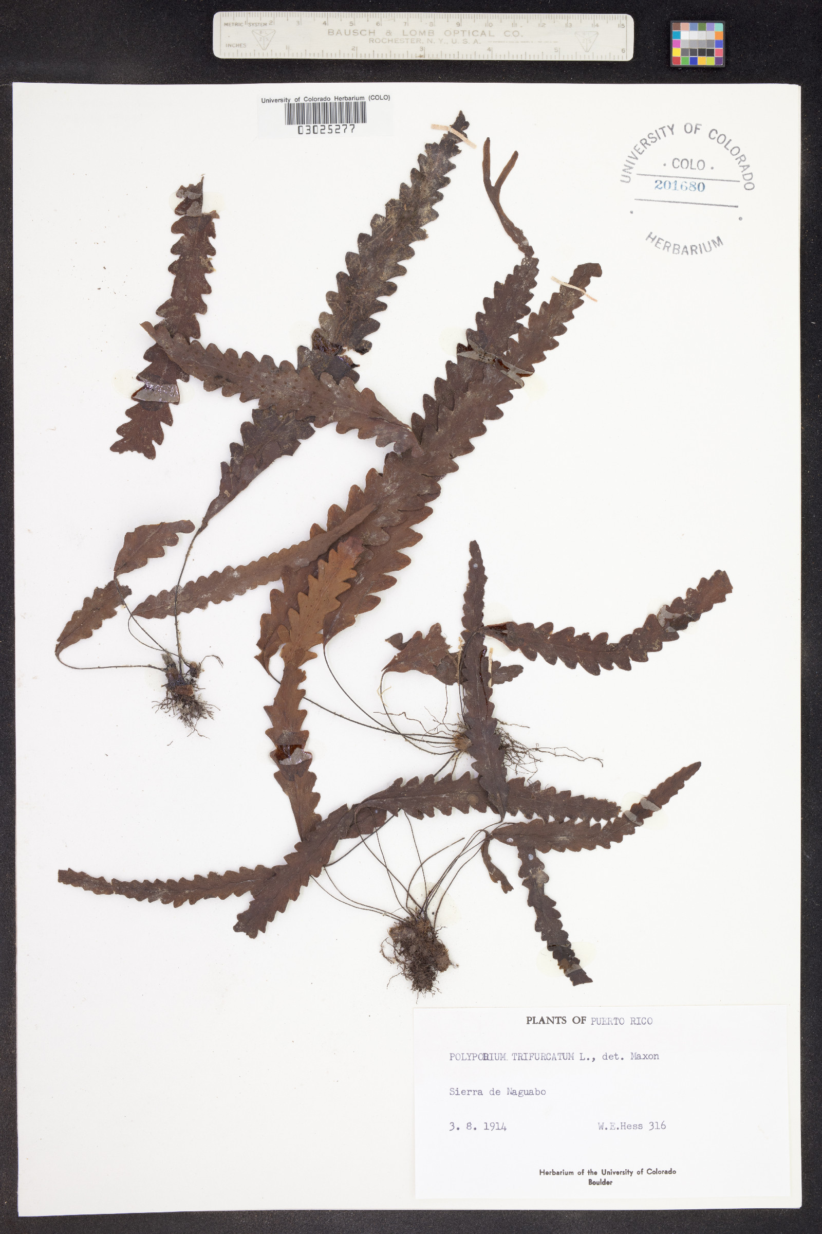 Enterosora trifurcata image