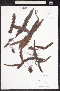 Image of Polypodium trifurcatum