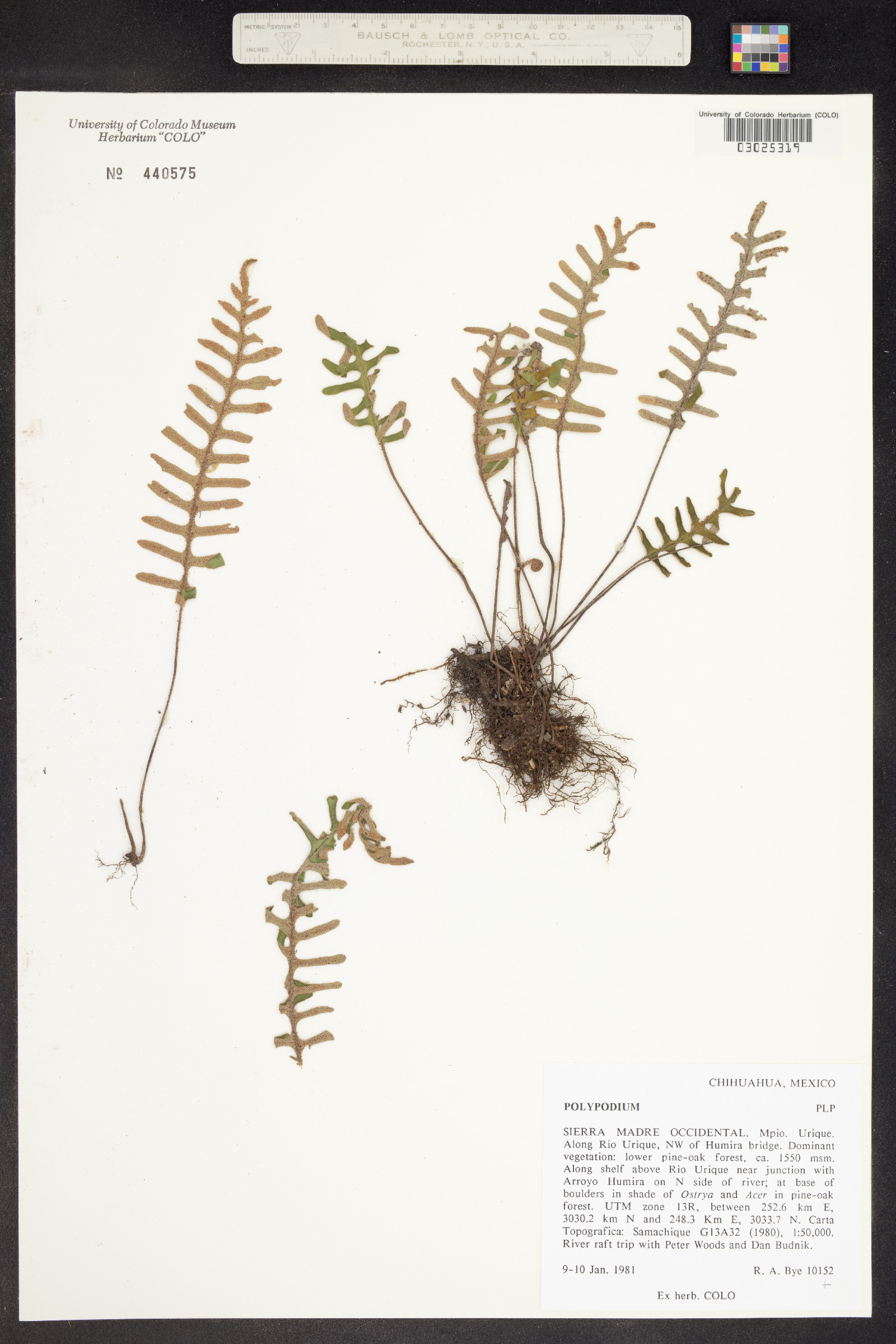 Polypodium image