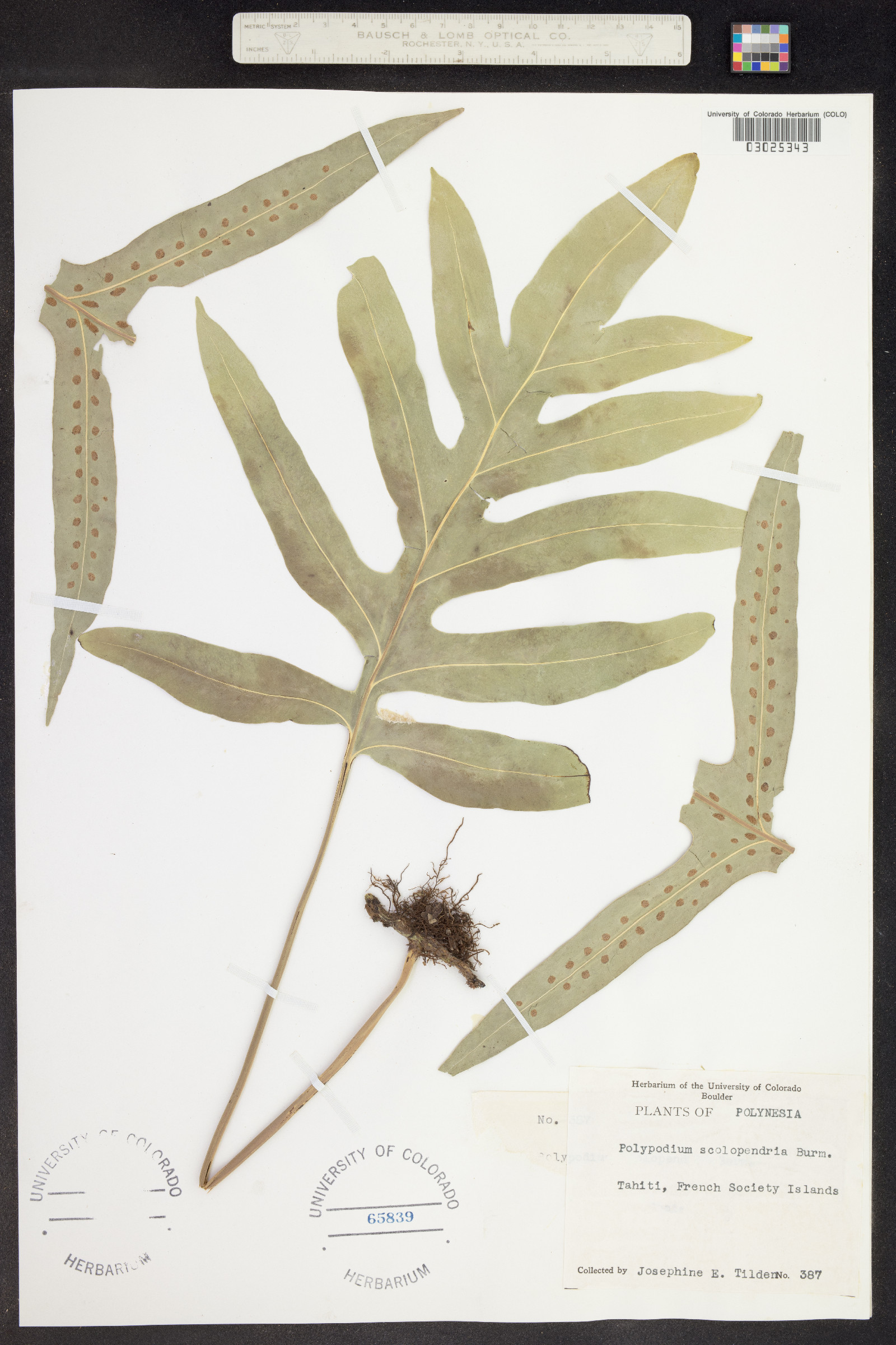 Phymatosorus scolopendria image