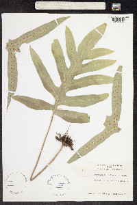 Image of Polypodium scolopendria