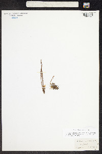 Micropolypodium serricula image
