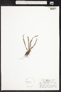 Micropolypodium serricula image