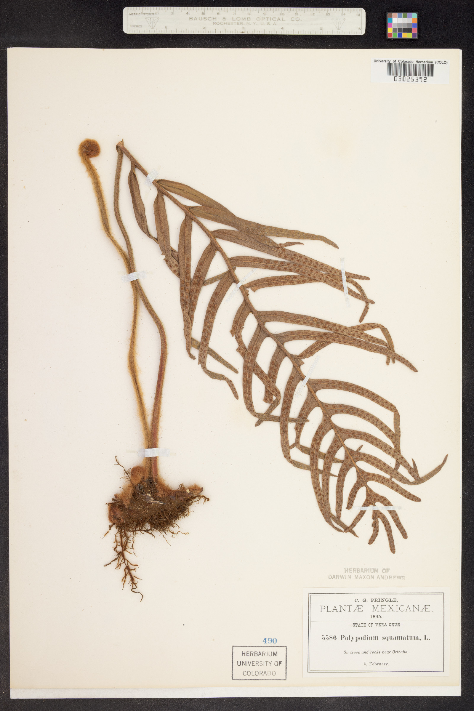 Pleopeltis squamata image