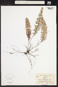 Image of Polypodium plumula