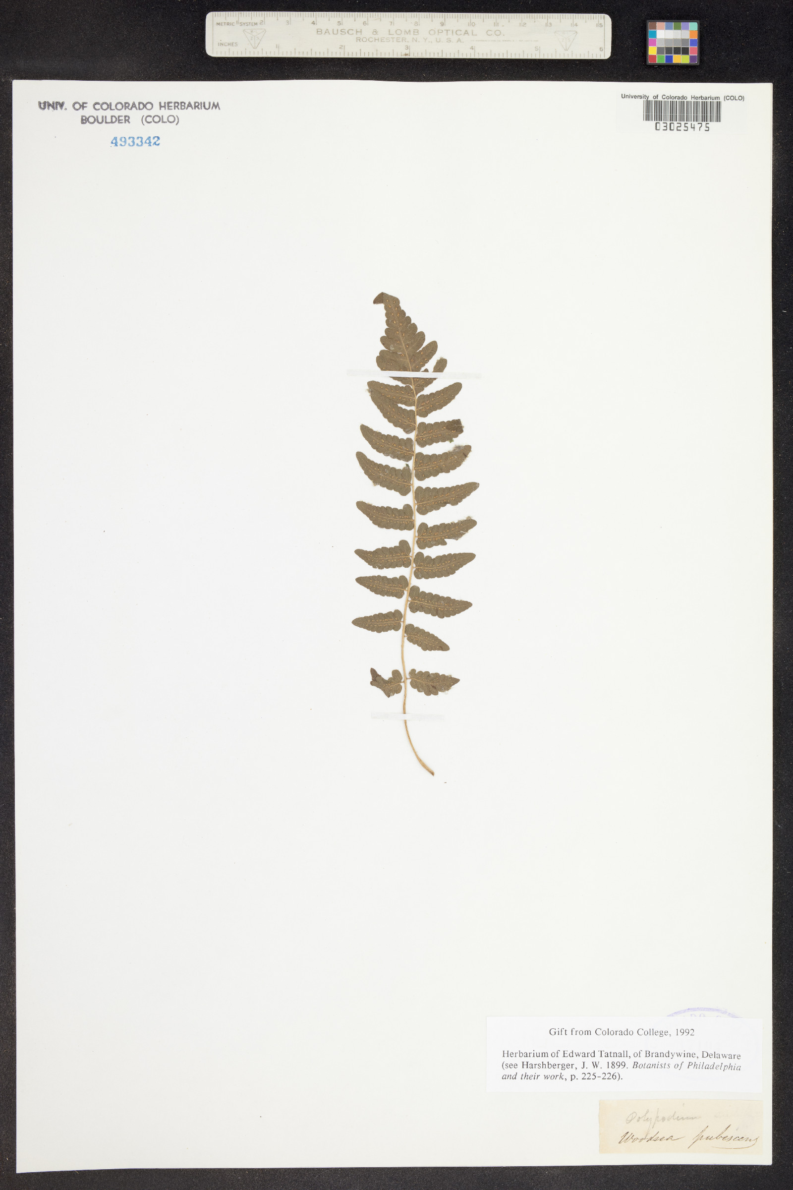 Polypodium pubescens image