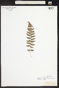 Polypodium pubescens image