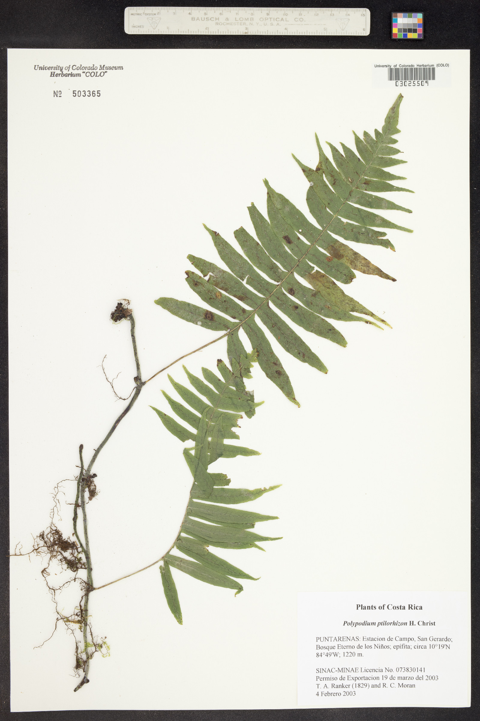 Serpocaulon ptilorhizon image