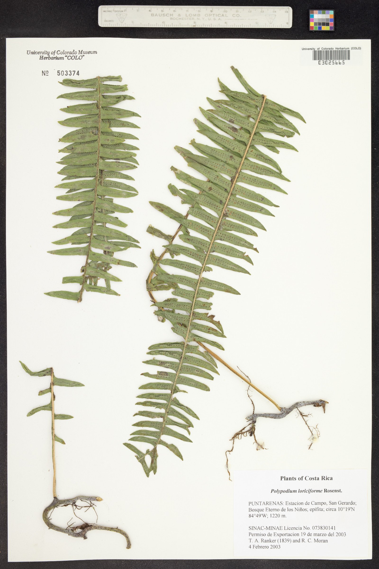 Serpocaulon loriciforme image