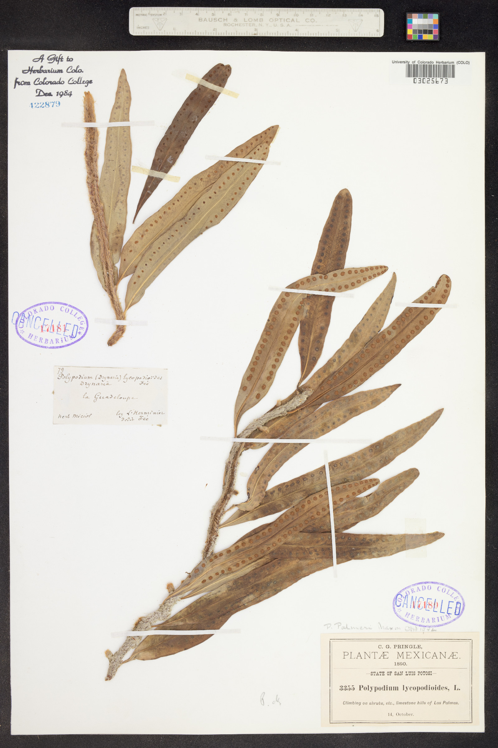 Microgramma image