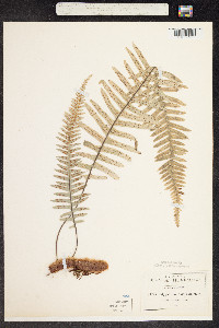 Polypodium martensii image