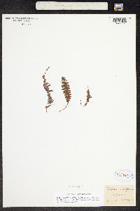 Polypodium mollissimum image