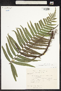 Polypodium hartwegianum image