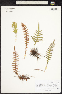 Image of Pleopeltis insularum