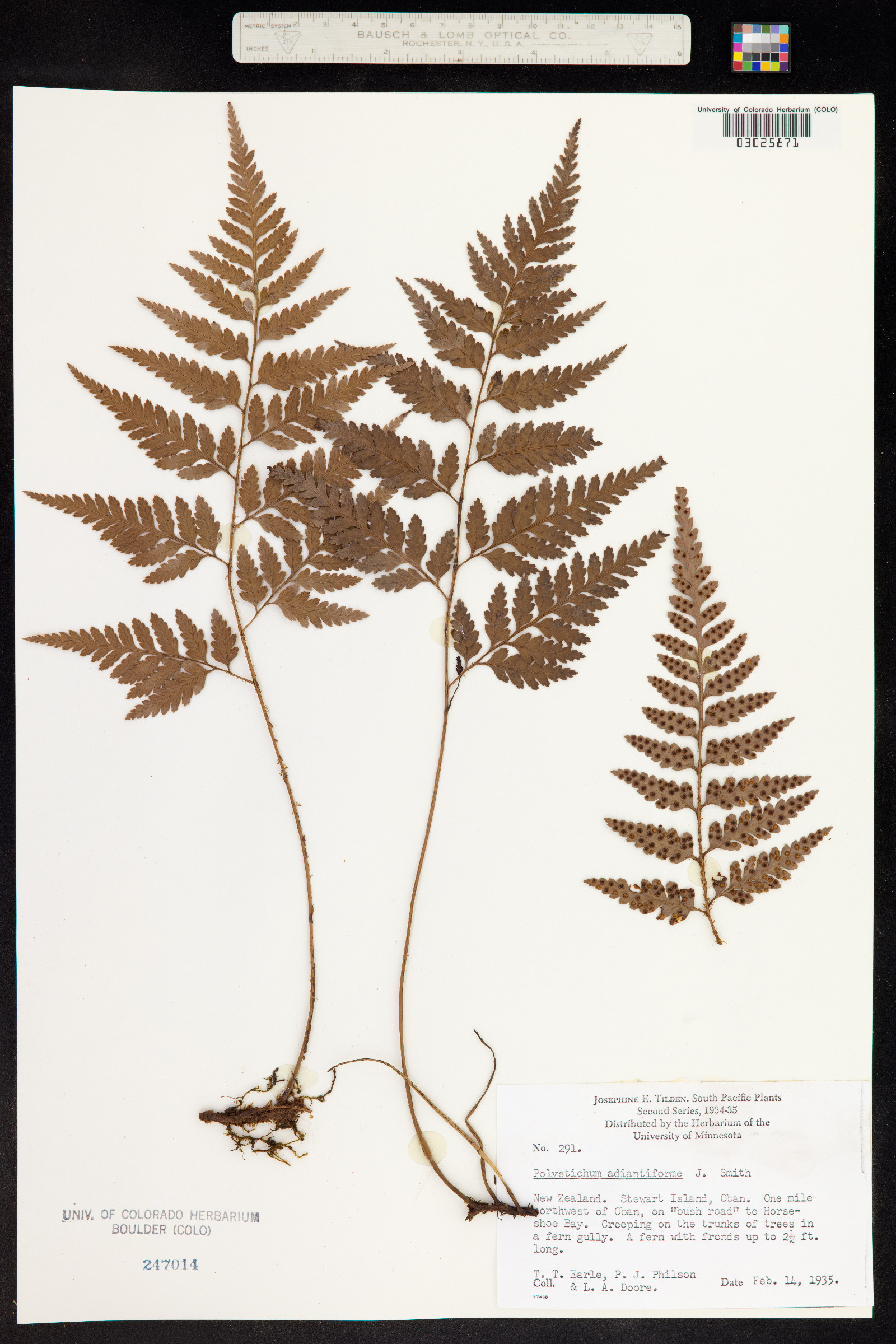 Rumohra adiantiformis image