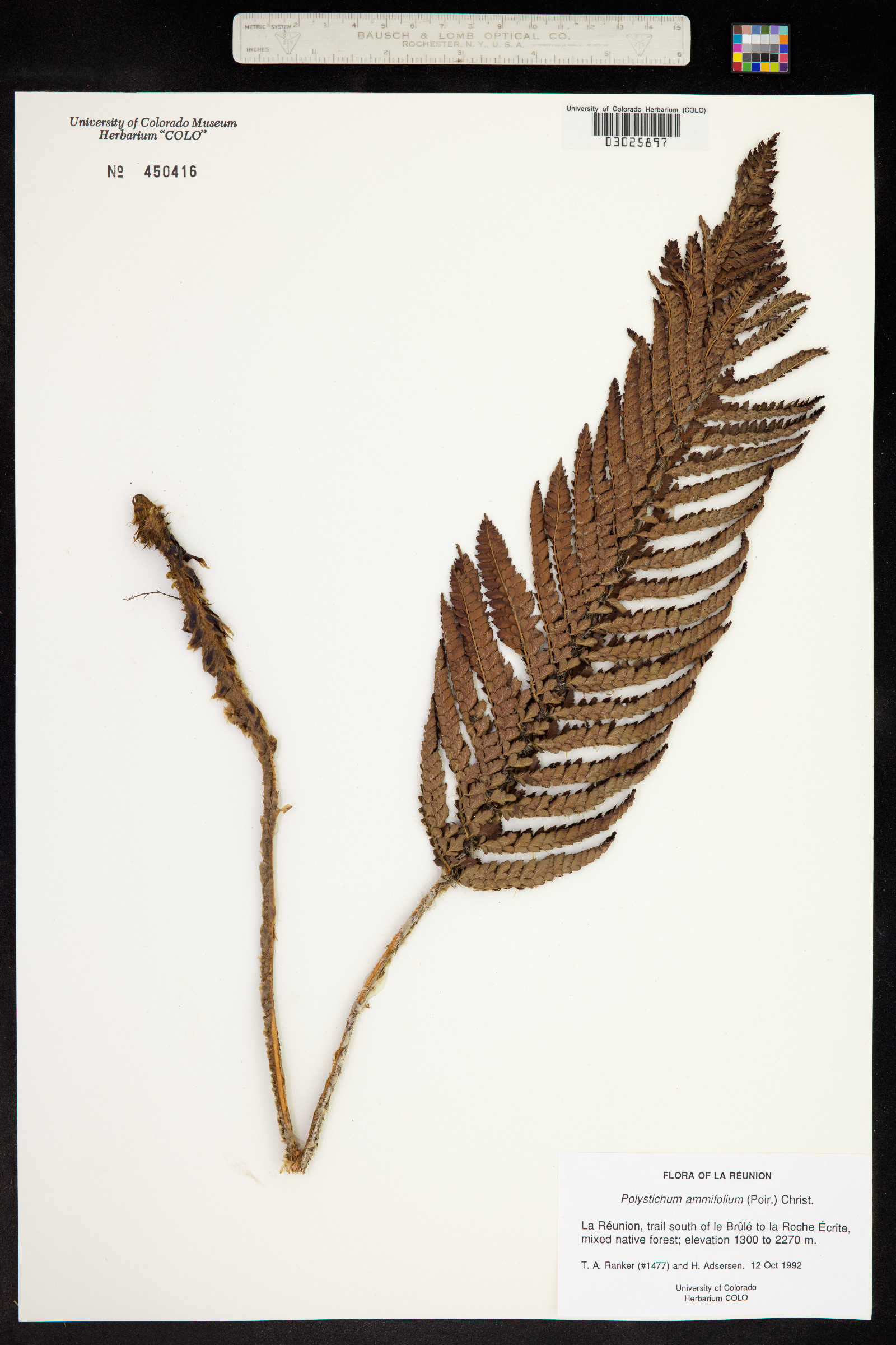 Polystichum ammifolium image