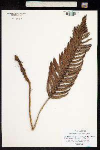 Polystichum ammifolium image