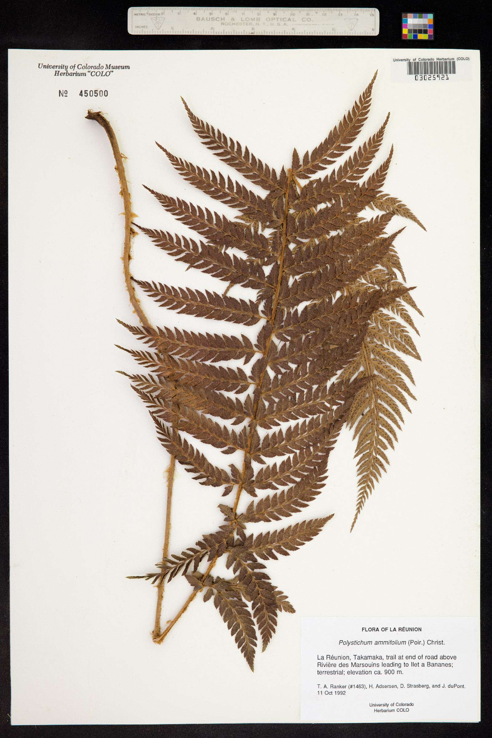 Polystichum ammifolium image