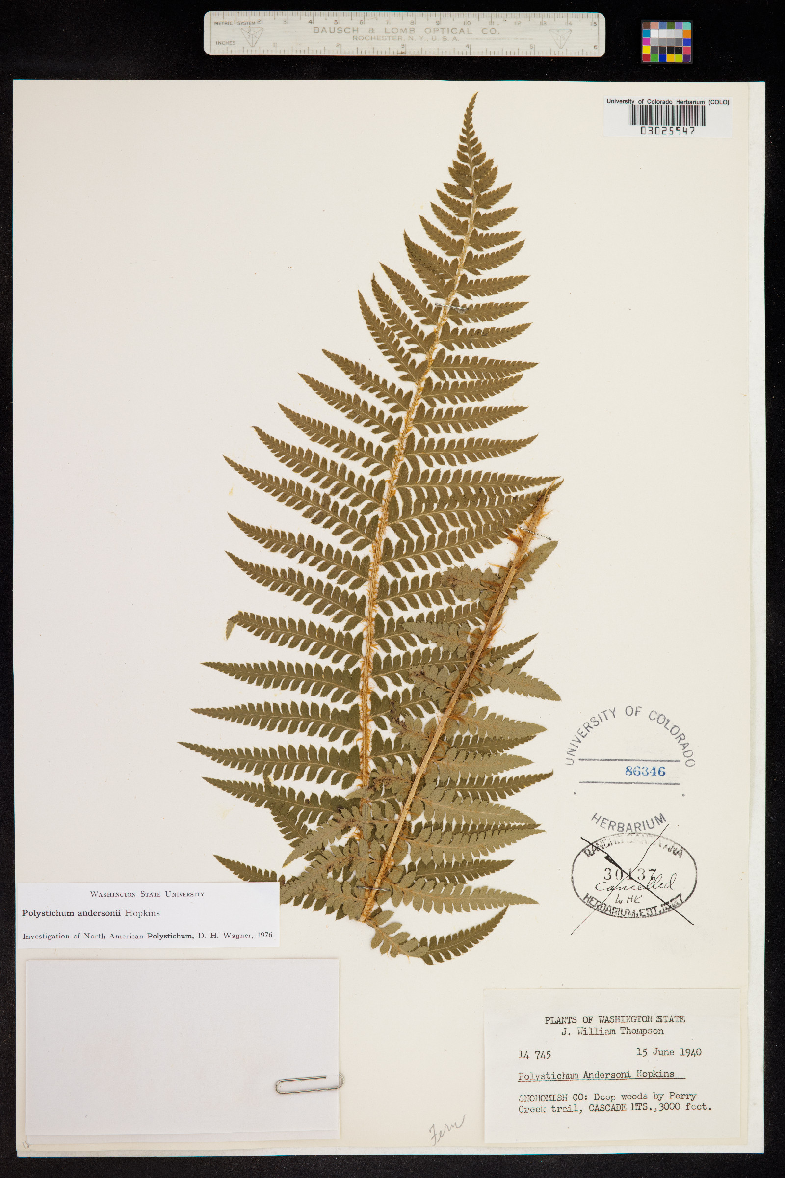 Polystichum andersonii image