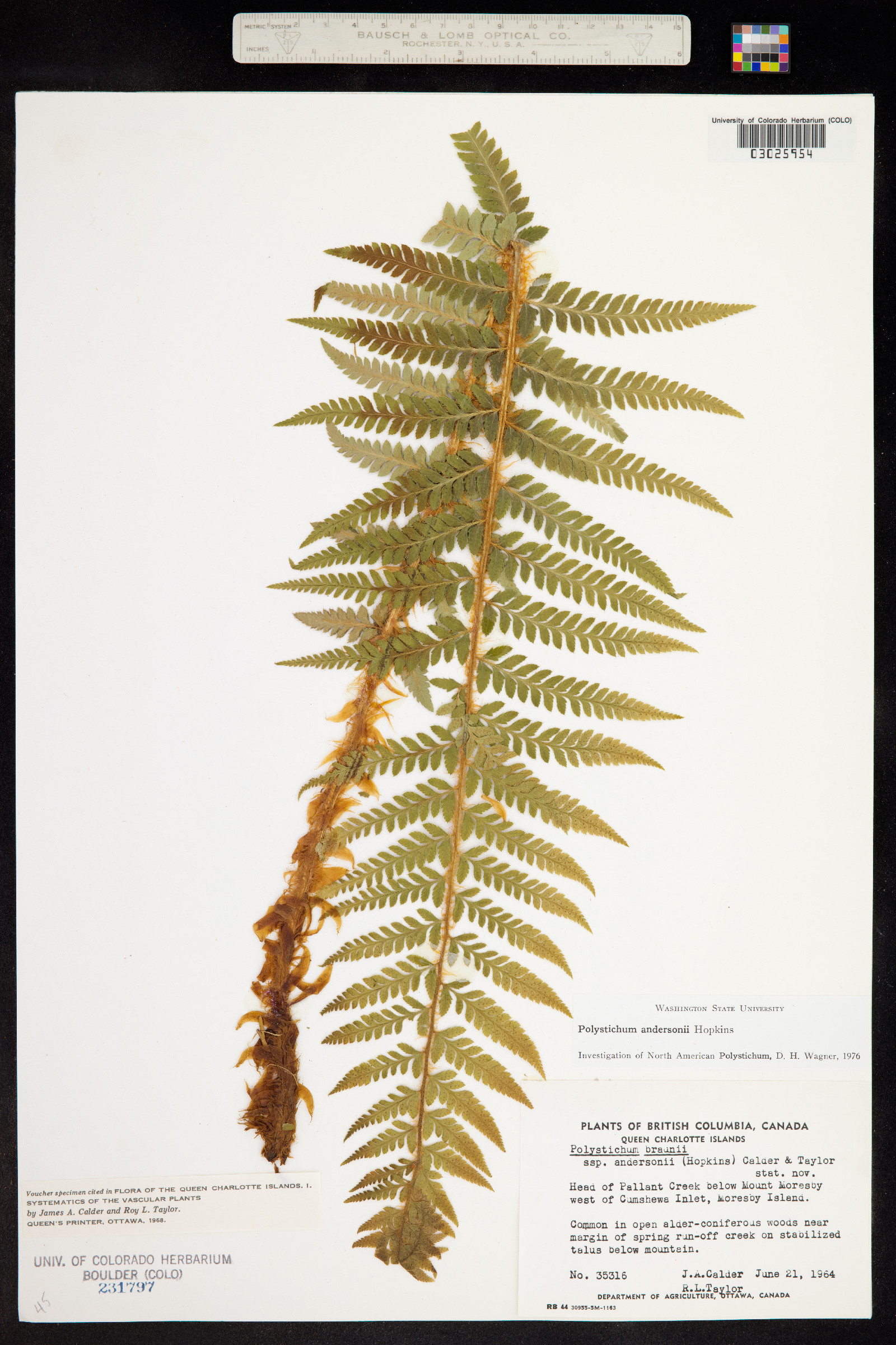 Polystichum andersonii image