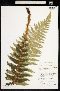 Image of Polystichum braunii