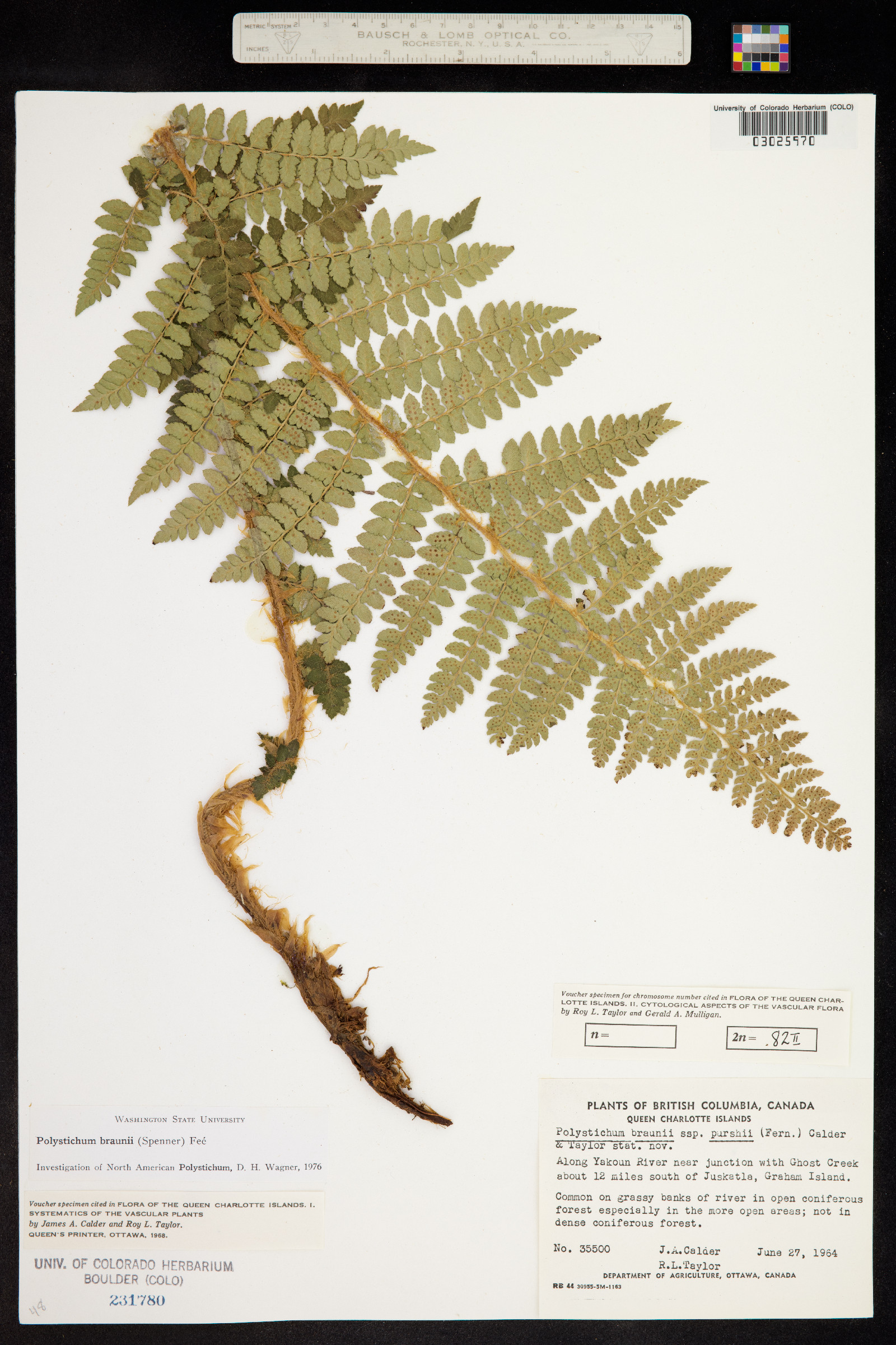 Polystichum braunii image