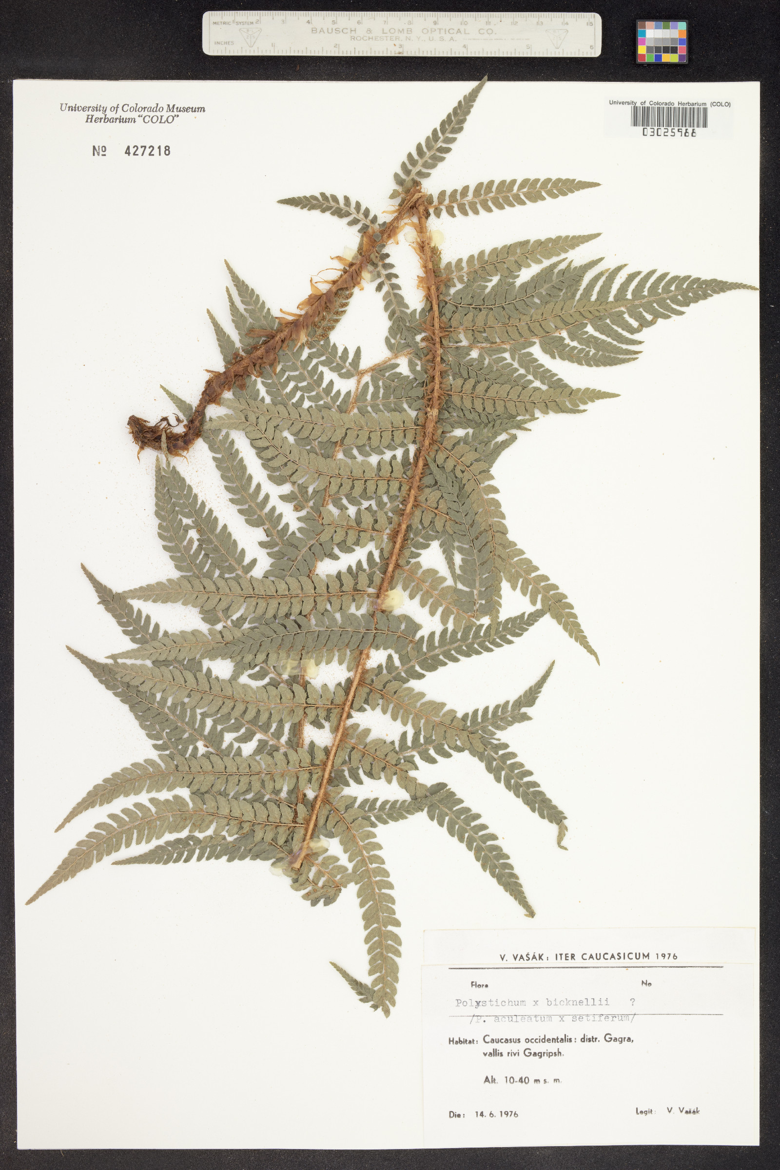 Polystichum aleuticum image