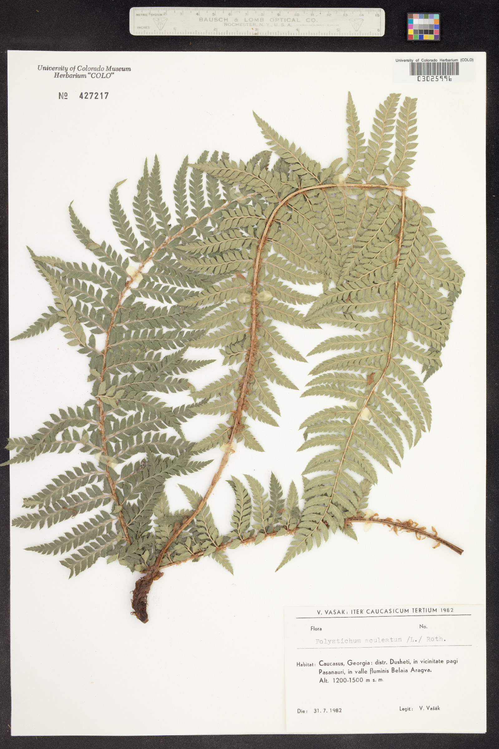 Polystichum aleuticum image