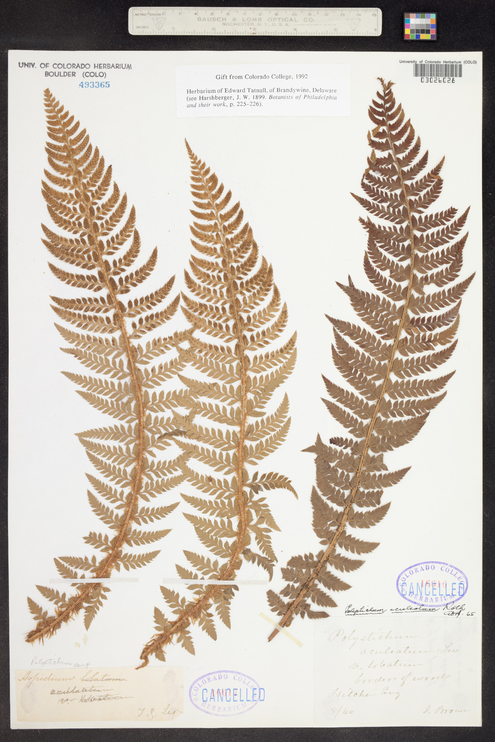 Polystichum aleuticum image