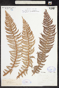 Polystichum aleuticum image