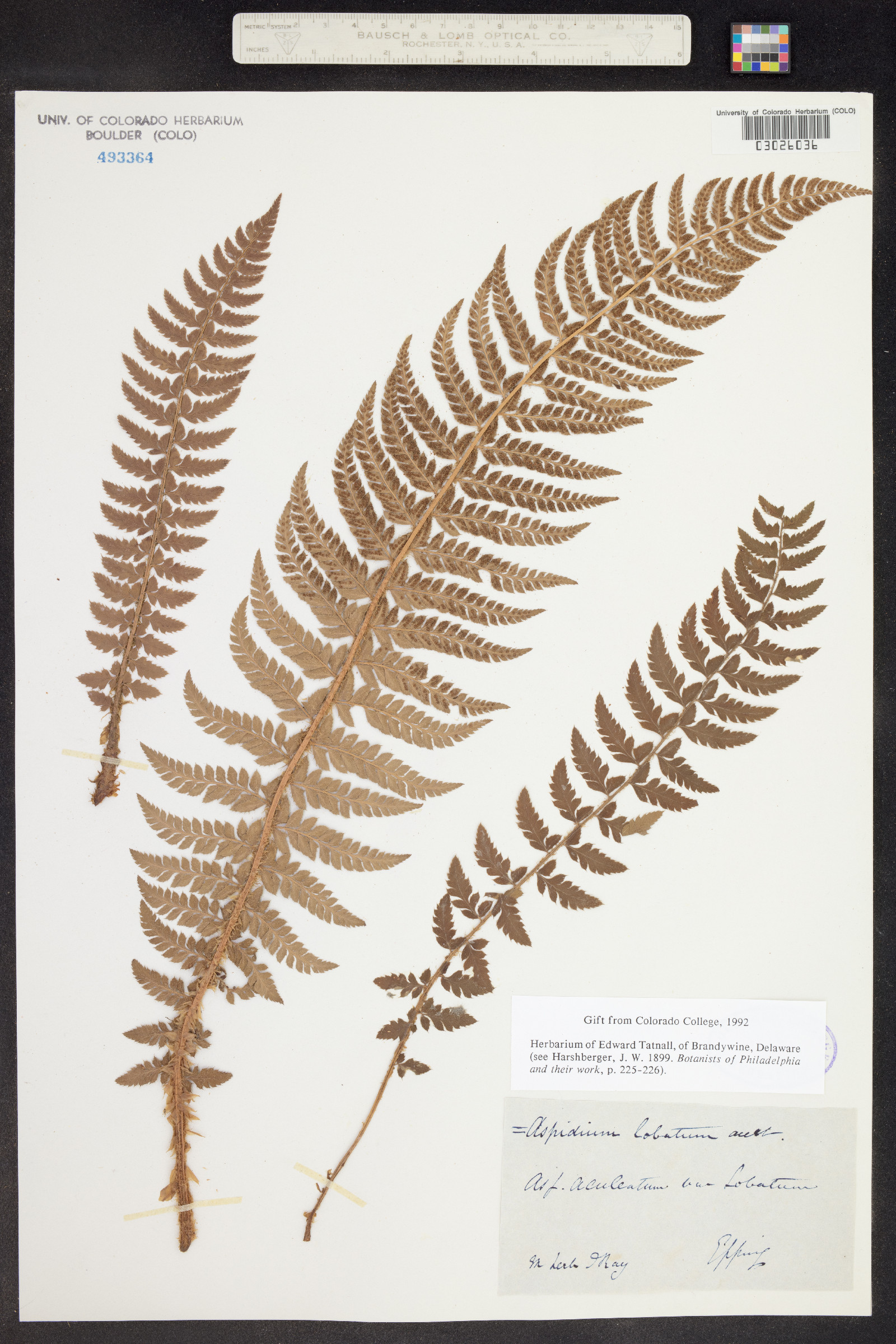 Polystichum aleuticum image