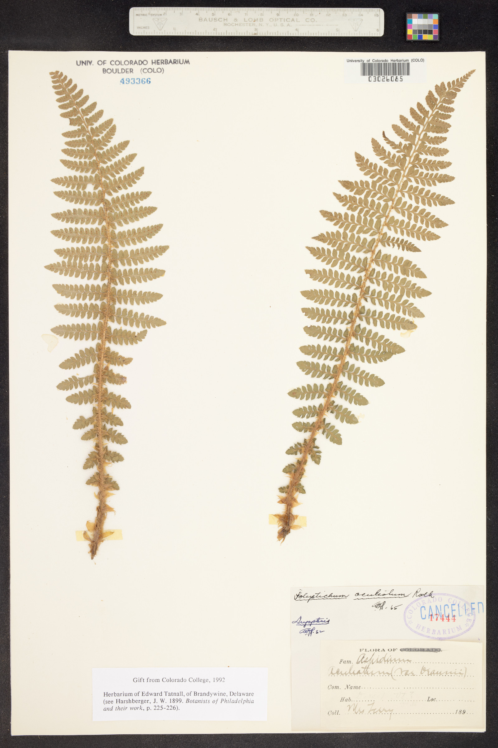 Polystichum aleuticum image