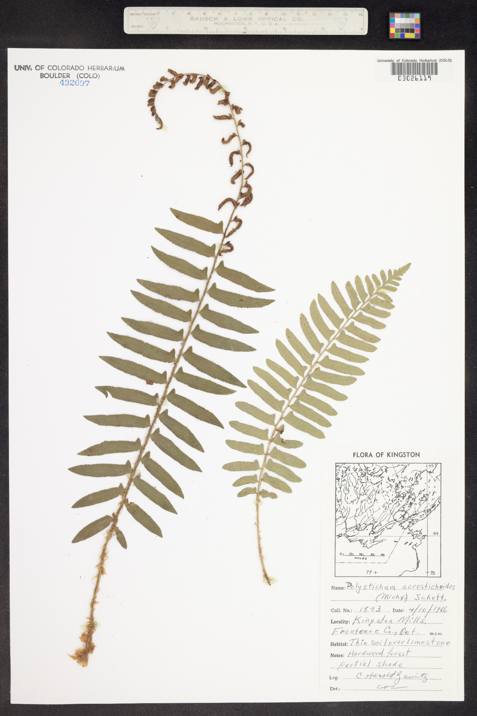 Polystichum image