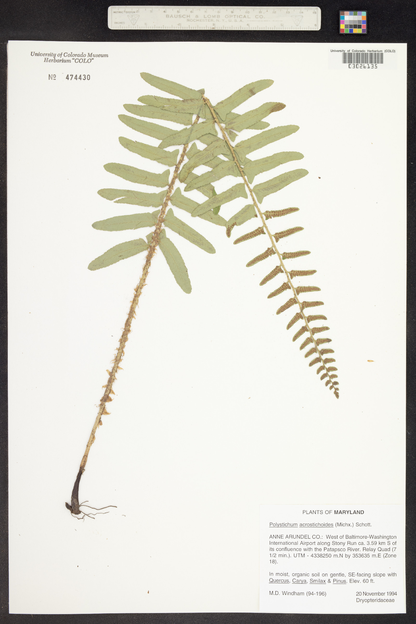 Dryopteridaceae image