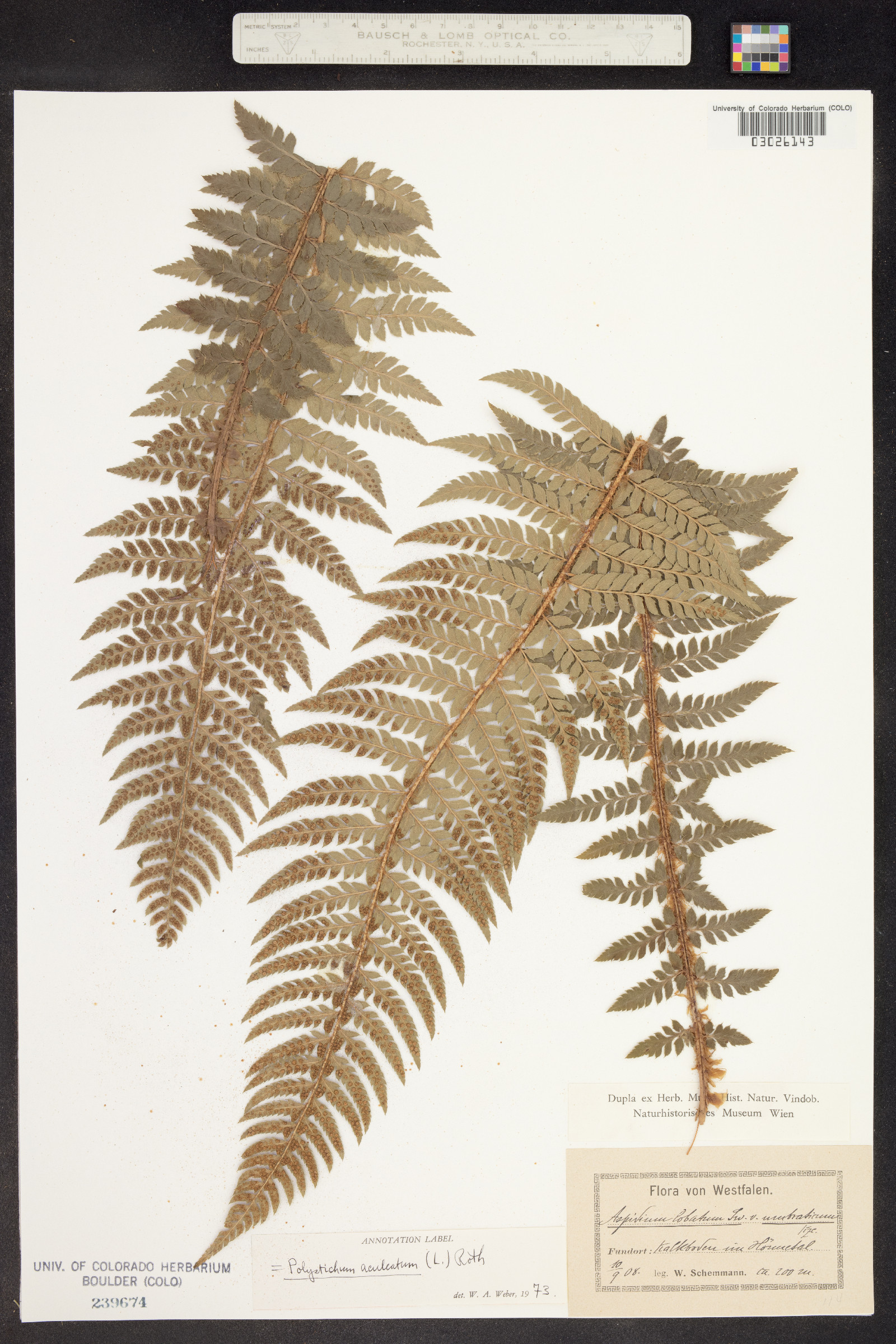 Polystichum aleuticum image