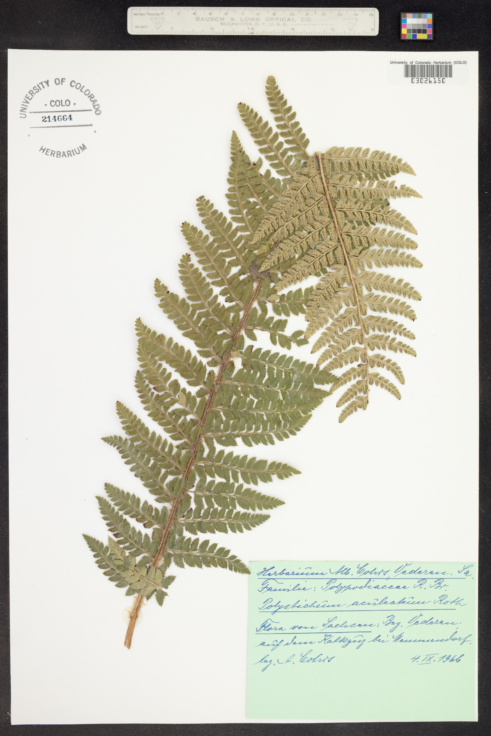 Polystichum aleuticum image