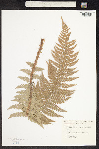 Polystichum aleuticum image