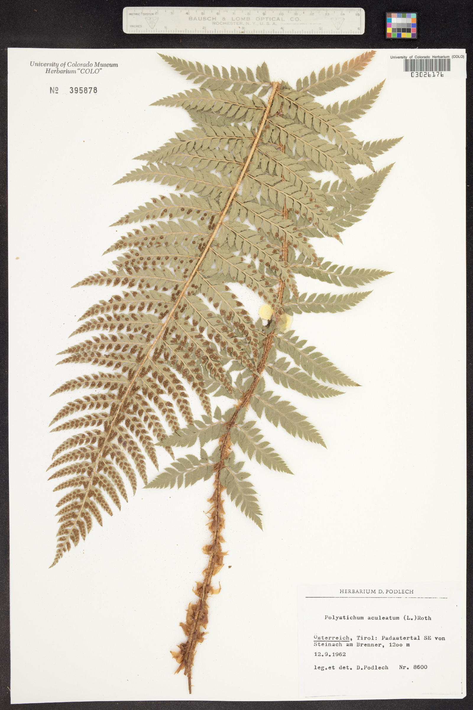 Polystichum aleuticum image