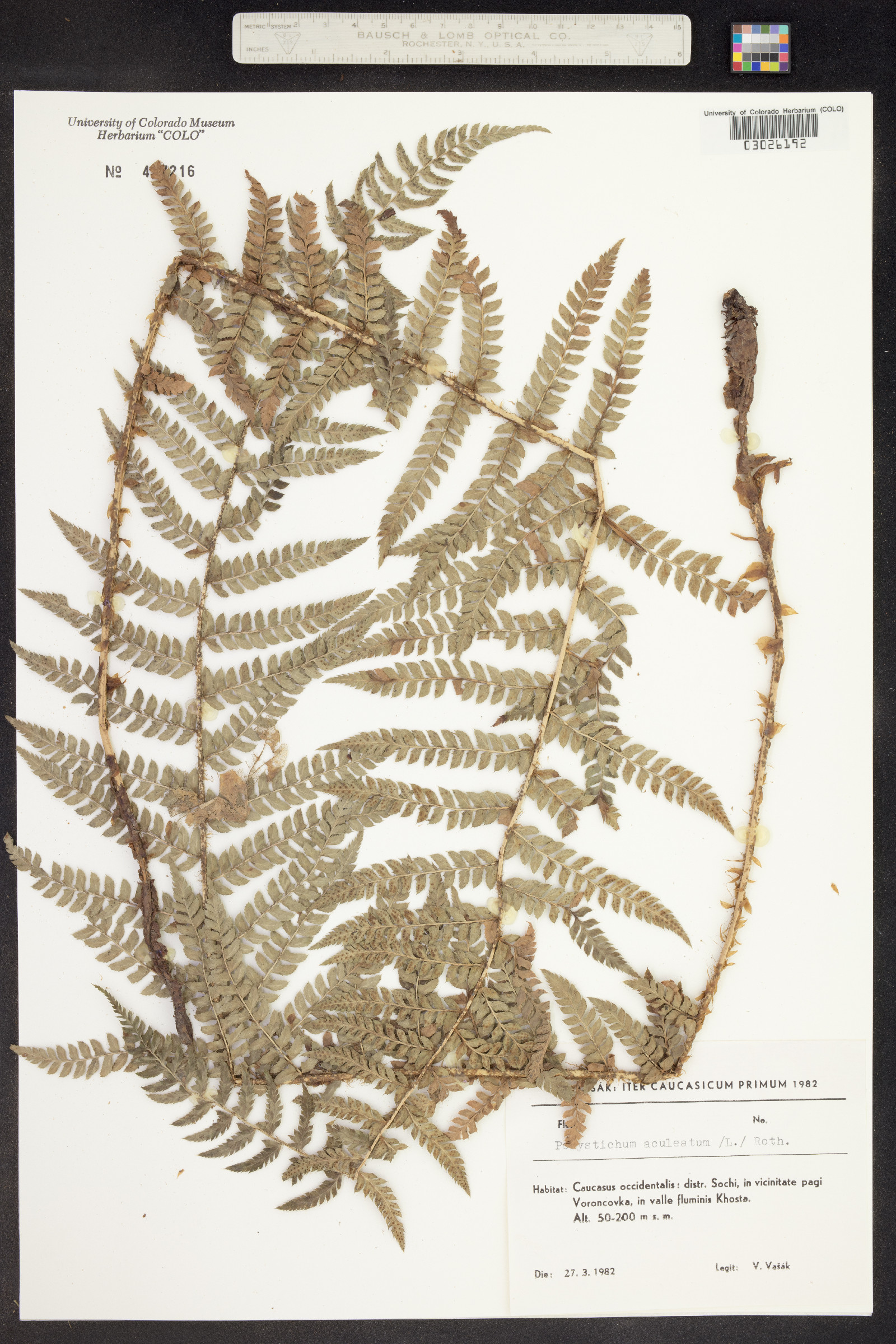 Polystichum aleuticum image