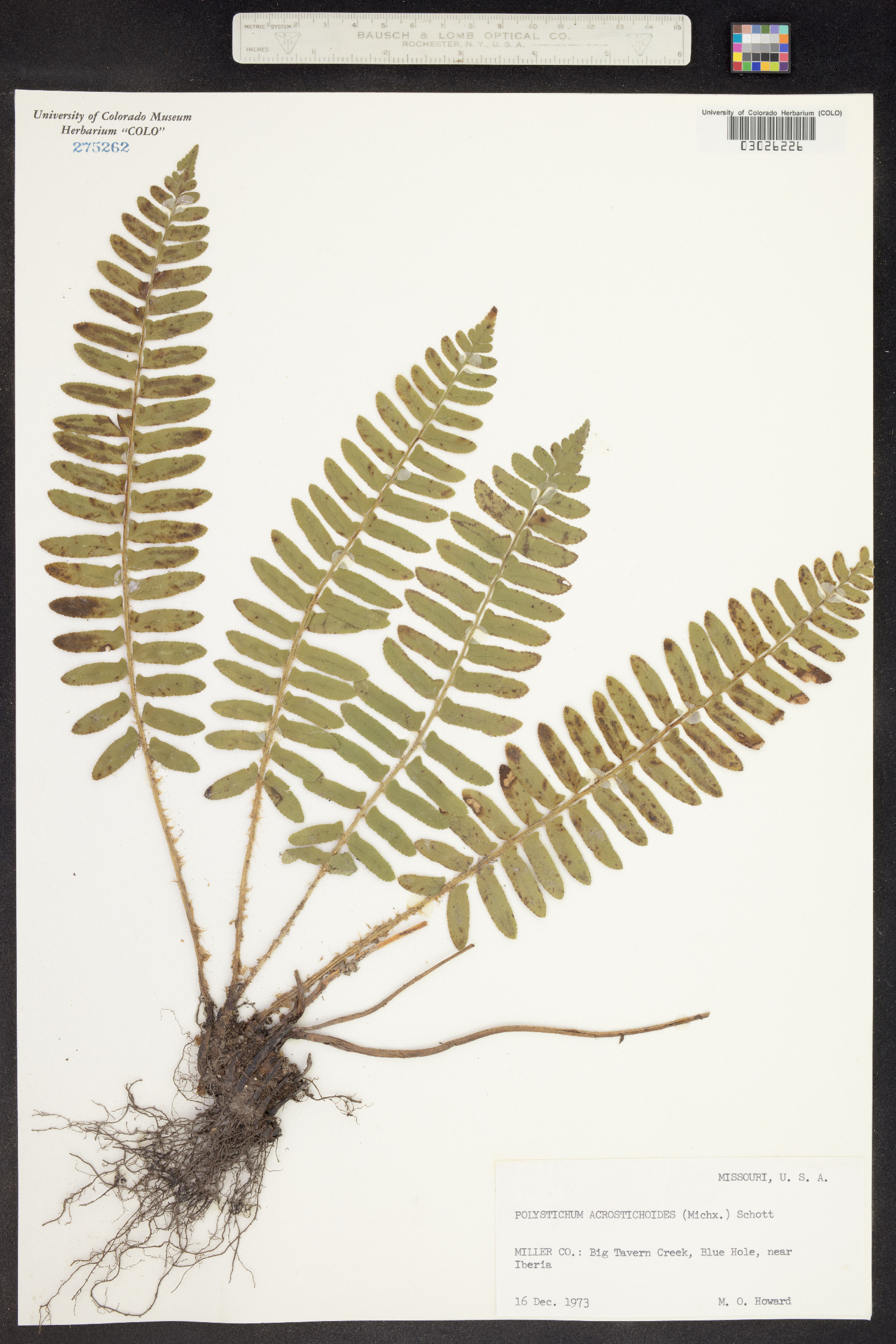 Polystichum acrostichoides image