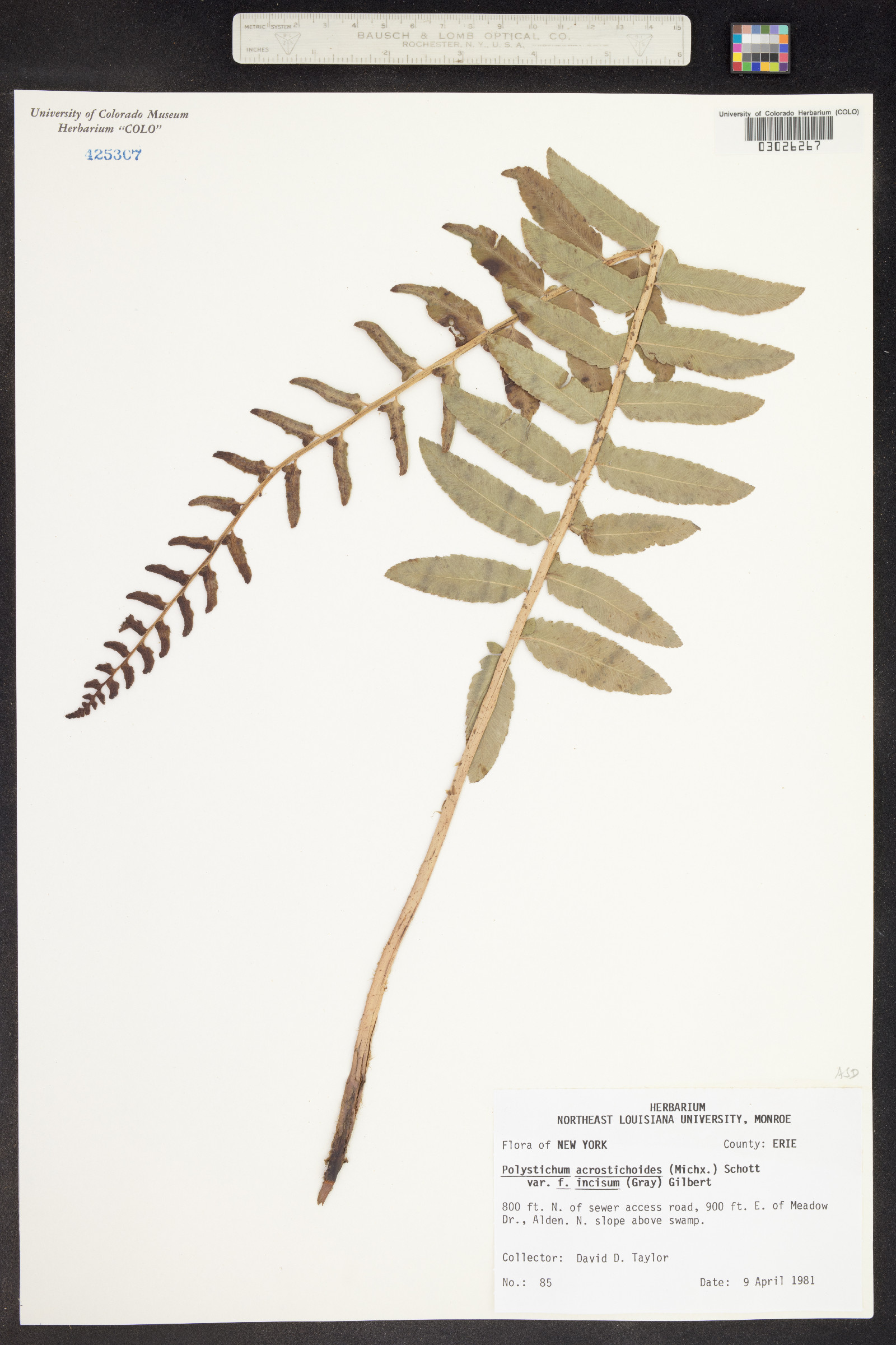 Polystichum acrostichoides image