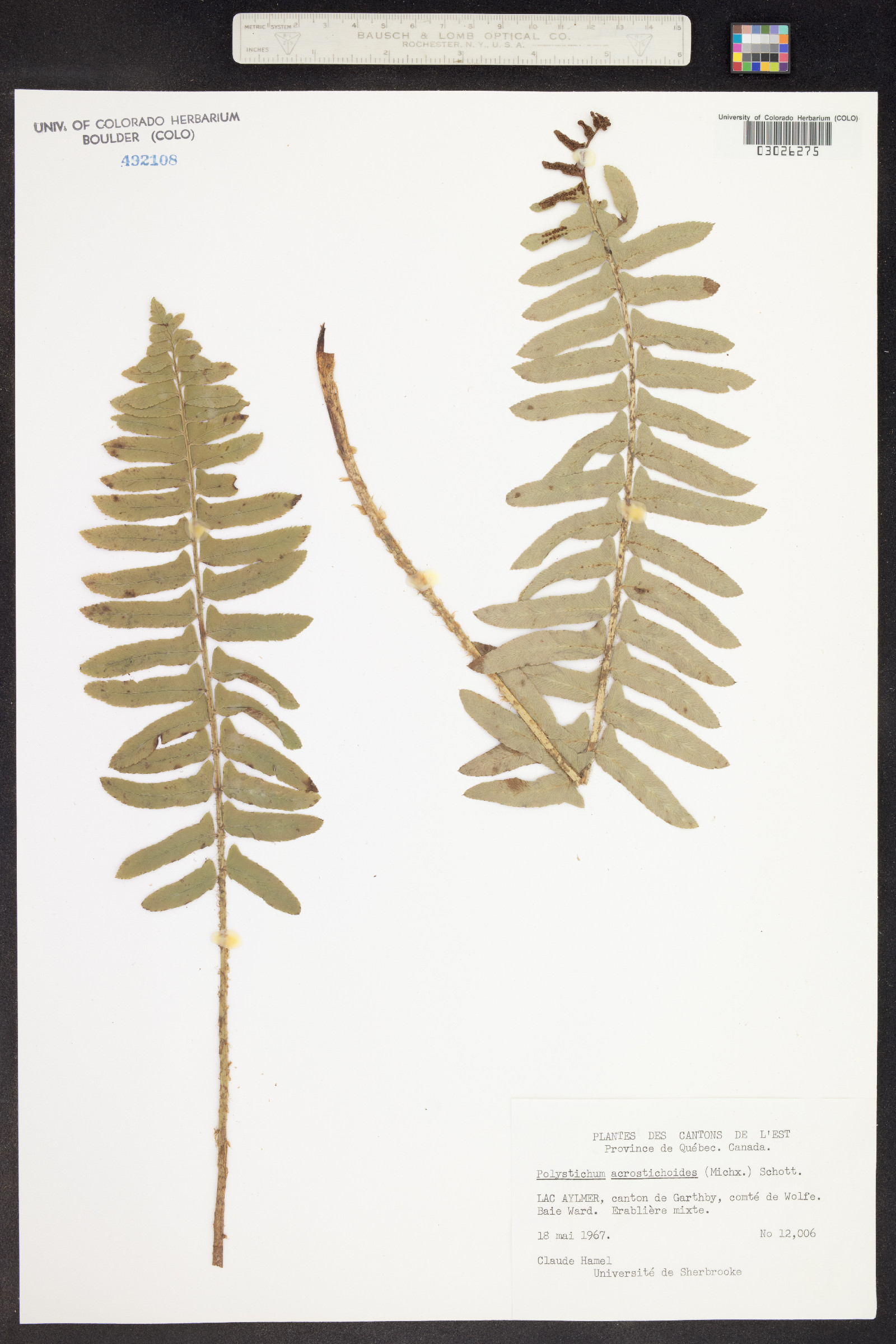 Polystichum image