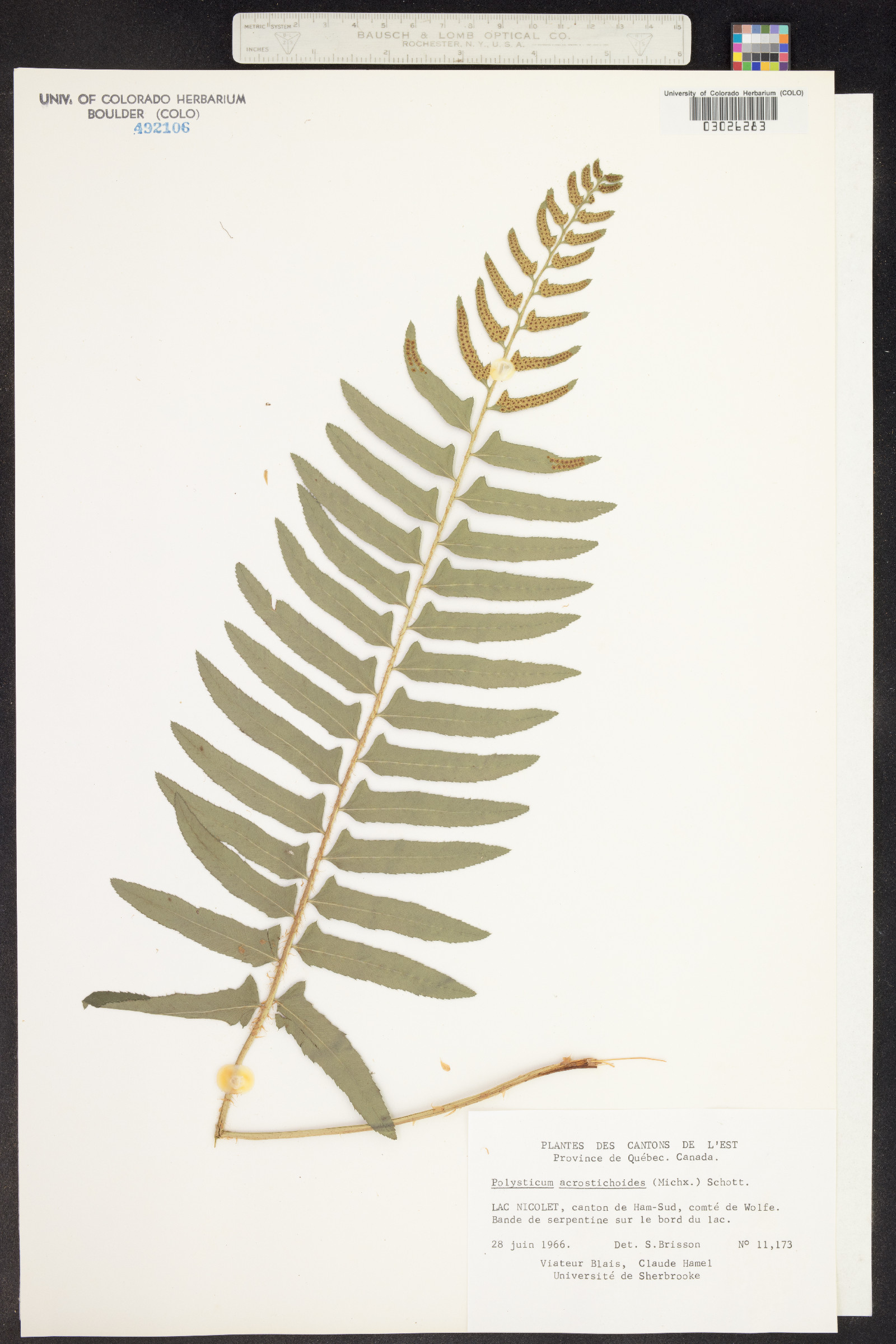 Polystichum acrostichoides image
