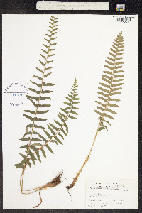 Image of Polystichum acrostichoides