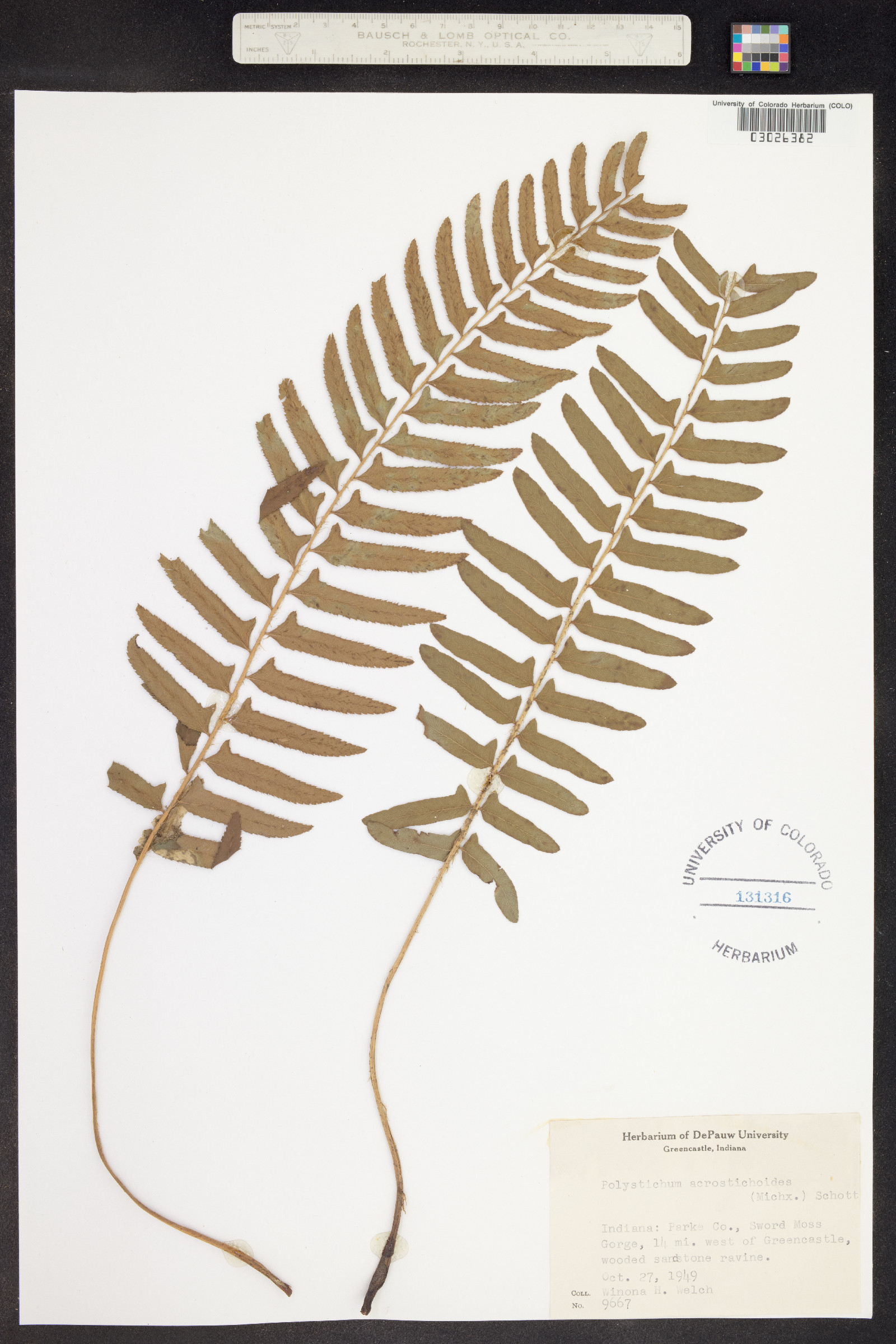 Polystichum acrostichoides image