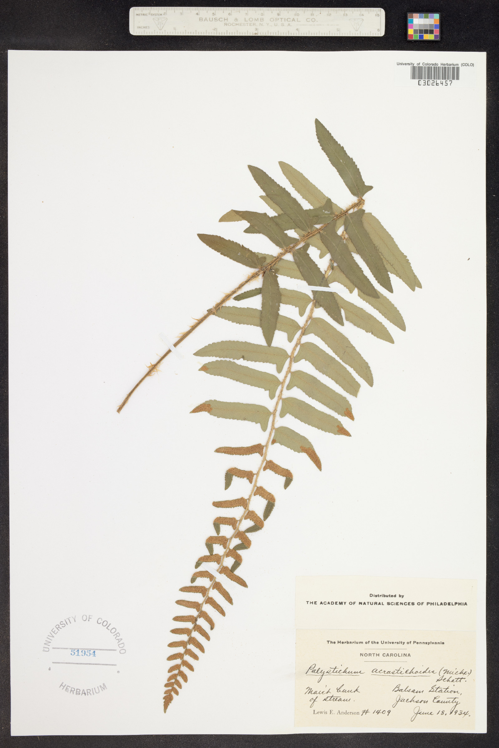 Polystichum acrostichoides image