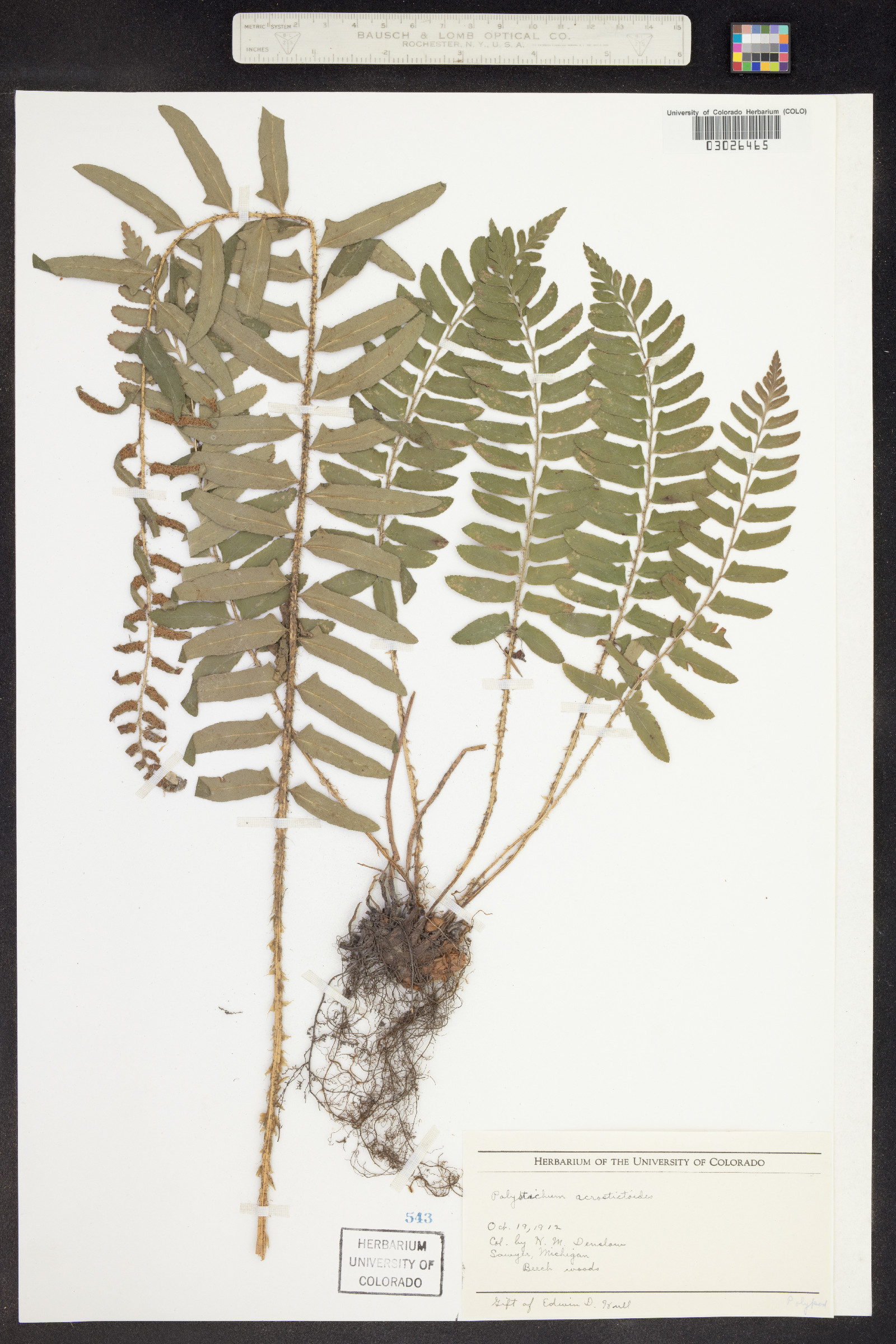 Polystichum acrostichoides image